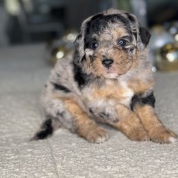 Sprinkles - Merle female Bernedoodle puppy in West Jordan, Utah from Doodles Friend
