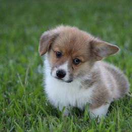 Cardigan Welsh Corgi and Pembroke Welsh Corgi Puppies from Rustic Spur Kennel