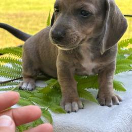 AKC Female 3000 - Red female Dachshund puppy in Summerville, South Carolina from Funk's Four-Legged Friends