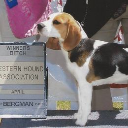 Beagles from Aloha Spirit Beagles