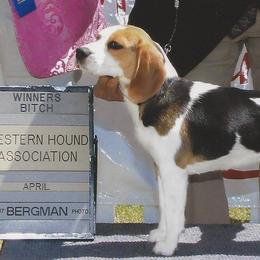Beagles from Aloha Spirit Beagles