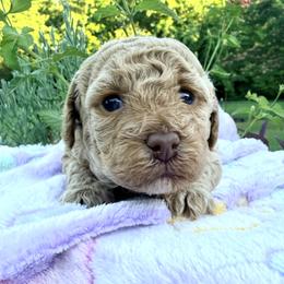 Poodle Puppies from Pet Guardian Smart Kennels, LLC