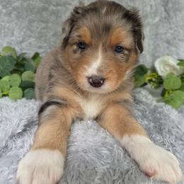 Jelly Bean - Blue merle male Australian Shepherd puppy in Summerville, South Carolina from Flowertown Aussies