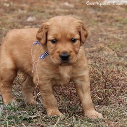 Riley's Dark Blue Boy - Dark golden male Golden Retriever puppy in Idaho Falls, Idaho from Once Upon A Dream Kennels