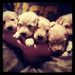 Dogue de Bordeaux and Golden Retriever Puppies from CLC Kennels