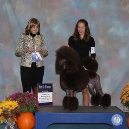Poodle All Grown Up from Noble Hill Standard Poodles