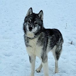 Nero - Siberian Husky