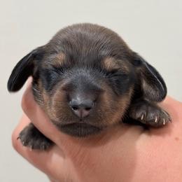 Pippa - Sable female Dachshund puppy in Crystal, Michigan from Mare-Bella Smoothcoat Edition