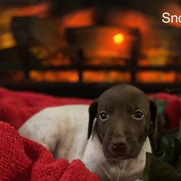 Snowball - Liver and white German Shorthaired Pointer puppy in Weeki Wachee, Florida from River Ridge GSP