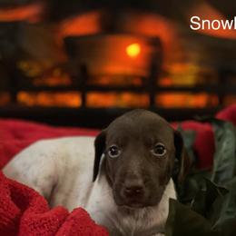 Snowball - Liver and white German Shorthaired Pointer puppy in Weeki Wachee, Florida from River Ridge GSP