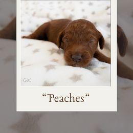 Girl 3 - Australian Labradoodle puppy in Chelsea, Michigan from Michigan Labradoodles