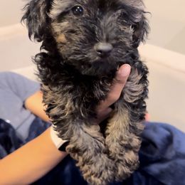Blue Collar - Black and tan male Yorkipoo puppy in Mansfield, Texas from Eleven:11 Kennels
