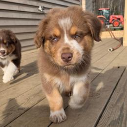 Neymar FIFA - Red tri-color male Australian Shepherd puppy in Solon, Maine from Mountain Range Australian Shepherds