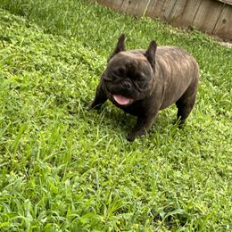 Dior - French Bulldog