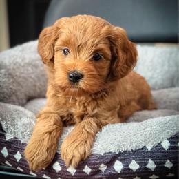 Bonnie - Red  female Goldendoodle puppy in Wharton, Texas from Little Fur Friends