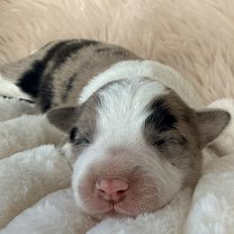 CHAI - Sable merle male Border Collie puppy in Conroe, Texas from Aloha Border Collies