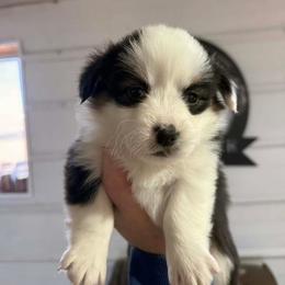 Fluffy Black Tri Female - White and black female Pembroke Welsh Corgi puppy in Derby, Iowa from Newton Hay & Cattle