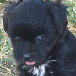 Bert - Black male Companion Cross puppy in Grand Saline, Texas from Oldfield Outdoors