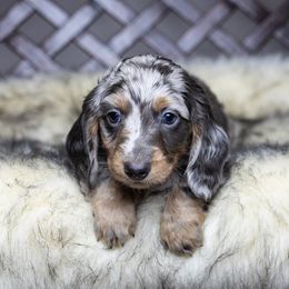 Dachshund Puppies from Dachsy