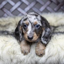 Dachshund Puppies from Dachsy