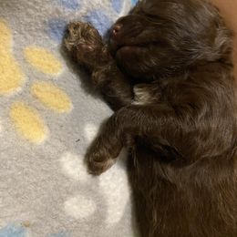 Pomeranian All Grown Up from Nikki’s Poms