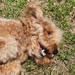 Gingie - Poodle