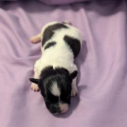 Nikki pup 3 - White and black male Papillon puppy in Joshua, Texas from Summertime Kennels