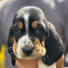 Female 2 - Black white and tan female Basset Hound puppy in Lindley, New York from Hill Top Basset Hounds & Cane Corso