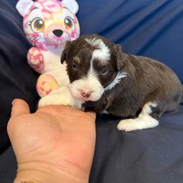 Chevy - Red tri female Toy Australian Shepherd puppy in Medical Lake, Washington from MAS Gone Rogue