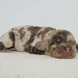 Legend - Merle male Cockapoo puppy in Louisburg, North Carolina from Raven Oak's Mini Cockapoos and Mini Dachshunds