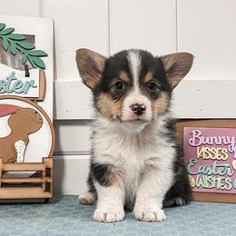 Newton - Black and tan male Pembroke Welsh Corgi puppy in Oak City, Utah from Shells’ Corgis
