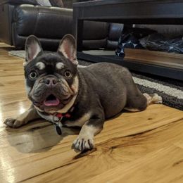 French Bulldog All Grown Up from Kelly Bulldogs