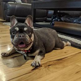 French Bulldog All Grown Up from Kelly Bulldogs
