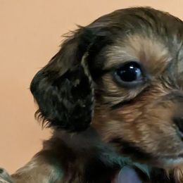 Dachshunds and Pugs from Kentucky Rug Noodles