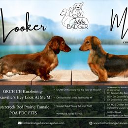 Dachshund puppies from Golden Badger Kennels
