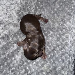 CHOCOLATE & TAN - Chocolate and tan Dachshund puppy in Butler, Ohio from Davis’s Dachshunds