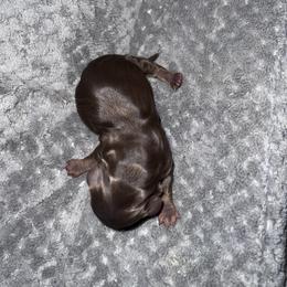 CHOCOLATE & TAN - Chocolate and tan Dachshund puppy in Butler, Ohio from Davis’s Dachshunds