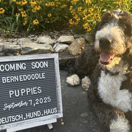 Bernedoodle puppies from Deutsch Hund Haus