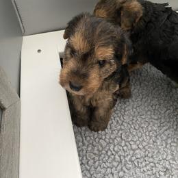 Lakeland Terrier Puppies from Cirnef Lakelands