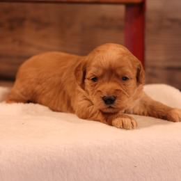 Kia - Cream female Whoodle puppy in West Bend, Iowa from Blue Skies Terriers