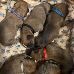Venom - Fawn Boxer puppy in Moore, South Carolina from Lafayette Bulldogs & Boxers