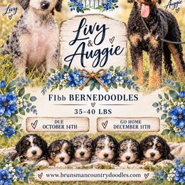 Bernedoodle puppies from Brunsman Country Doodles LLC