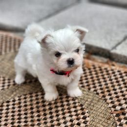 Maltese Puppies from My Precious pups