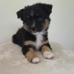 Camilla - Black tri female Miniature Australian Shepherd puppy in Bethel Springs, Tennessee from Debbie's Miniature Australian Shepherds