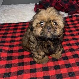 Shih Tzu Puppies from North State Shih tzus