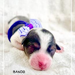 BANJO - Merle male Bernedoodle puppy in Houston, Texas from Pia’s Doodle Poodle Wag