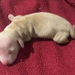 Miss Daisy - Cream female Dachshund puppy in Fort Worth, Texas from Chadwick Farms Mini Dachshunds