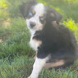 Australian Shepherd, Miniature Australian Shepherd, and Toy Australian Shepherd Puppies from Brushy Creek Aussies & Mini Aussies