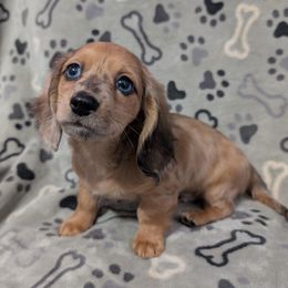 Jupiter the Blue eyed Red Dapple Boy - Dapple male Dachshund puppy in Pelion, South Carolina from Doitsujin Dachshunds