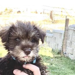 Miniature Schnauzer Puppies from Schnauzers on Robinson Lane